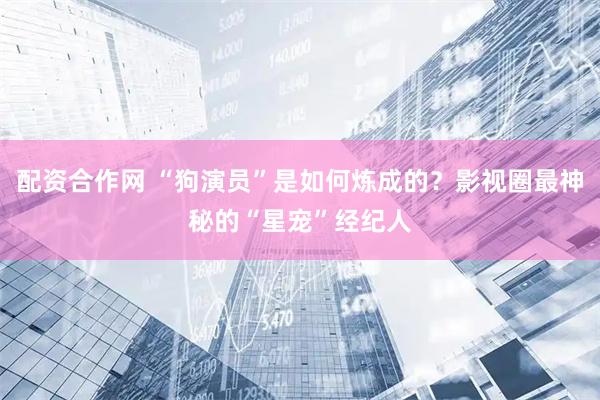 配资合作网 “狗演员”是如何炼成的？影视圈最神秘的“星宠”经纪人
